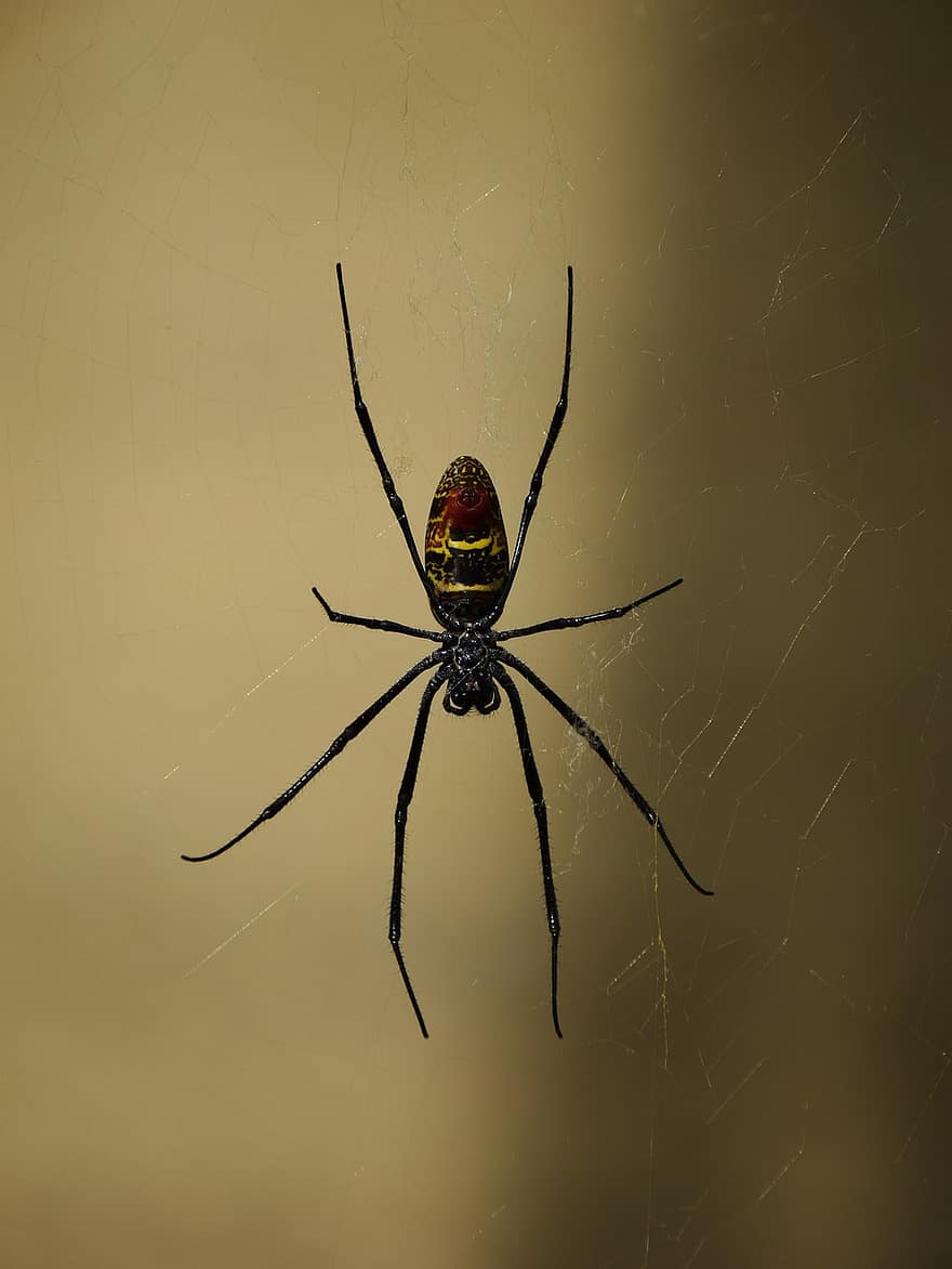 шелковый паук, паук, паукообразный, животное, Web, паутина, паучий шелк, живая природа, не токсичен, природа, крупный план