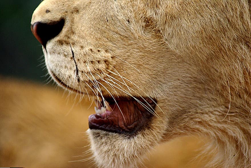 løve, mund, tænder, han-, vild, kat, dyreliv, tæt på, rovdyr, feline, pattedyr