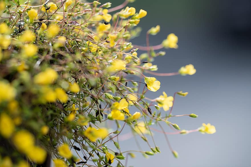 gyldne thryallis, blomster, gule blomster, kronblade, gule kronblade, flor, blomstre, flora, blade, plante