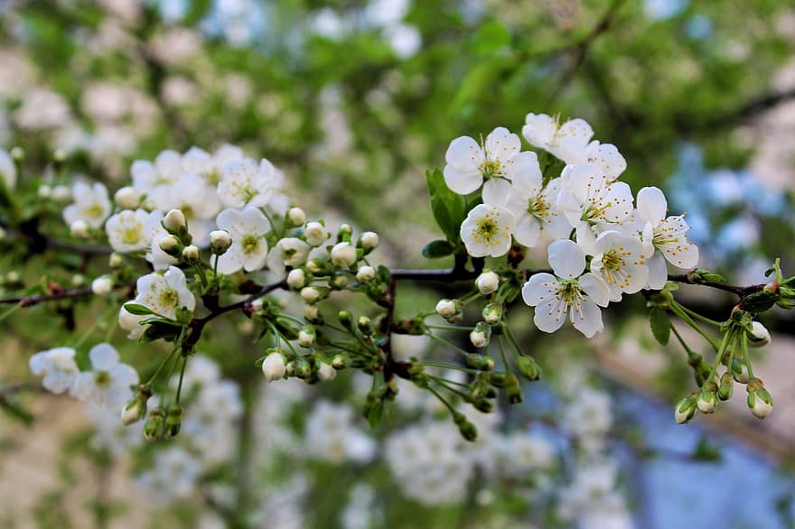 fleur de prunier, fleurs, printemps, fleurs blanches, pétales, bourgeons, Floraison, fleur, branche, feuilles, arbre