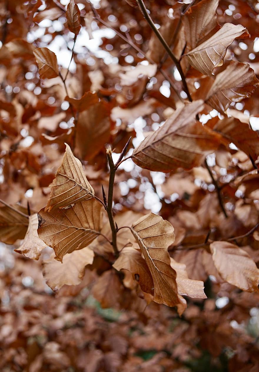 albero, le foglie, fogliame, faggio, autunno, colori autunnali, asciutto