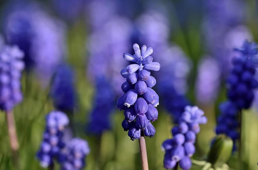 druif hyacint, bloemen, planten, hyacint, bloemblaadjes, bloeien, bloesem, flora, tuin-, de lente, natuur