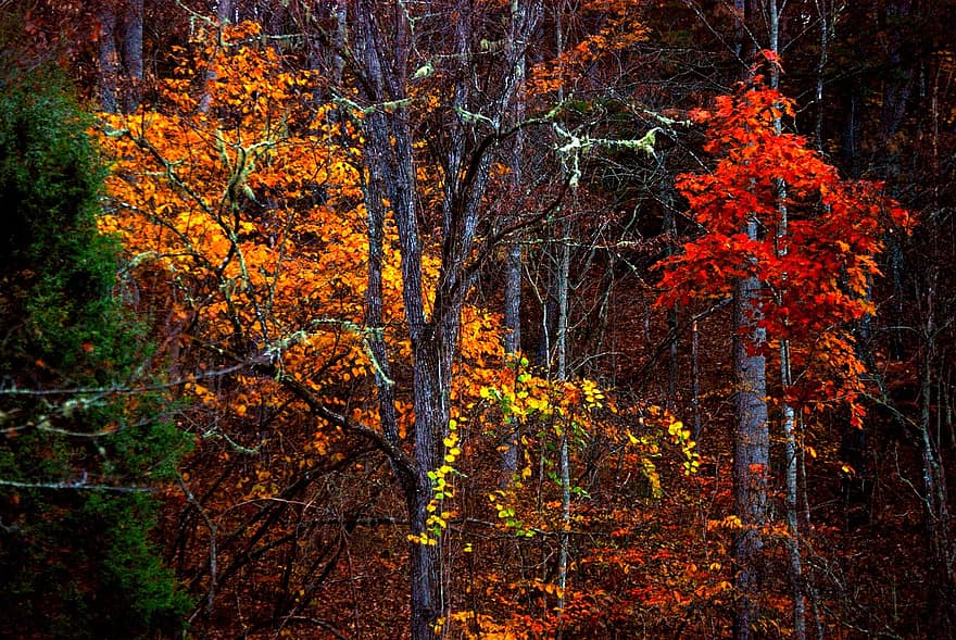 levelek, fák, esik, ősz, színes, fa, erdő, levél növényen, sárga, évszak, többszínű