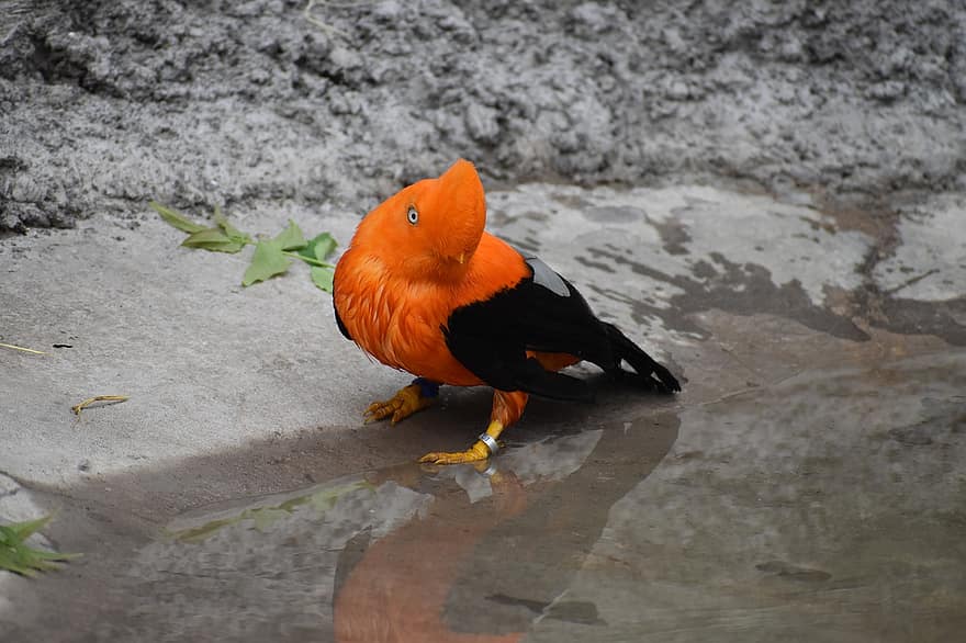 Andean Cock-of-the-rock, Tunki, kuş, ötücü kuş, ornitoloji, yaban hayatı, hayvan, doğa, fauna, Kuş gözlemciliği, portre