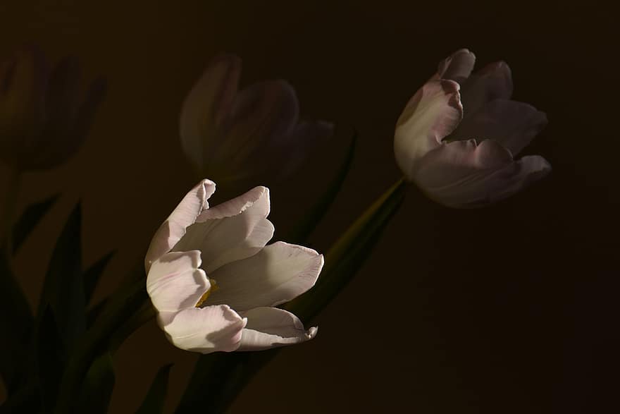 tulipas, flores, flores brancas, pétalas, pétalas brancas, flor, Flor, plantar, flora, fechar-se, pétala