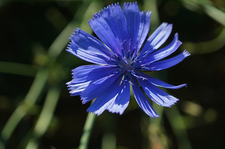 Common Chicory, Chicory, Blossom, Bloom, Flower, Blue, Wild Flower, Flora, Plant