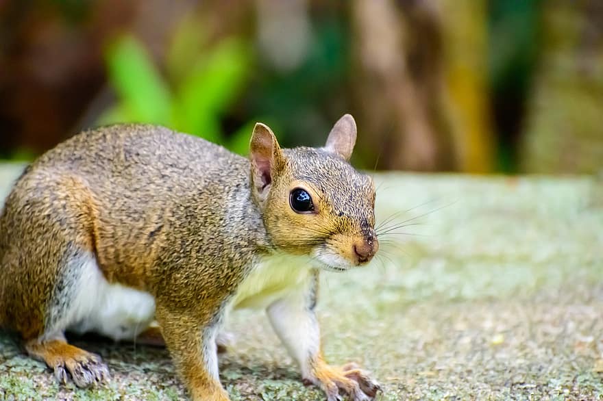 다람쥐, 귀엽다, 동물, 자연, 야생 생물, 모피, 주의, 포유 동물