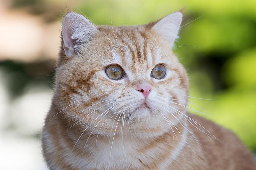 british shorthair, gato, animal, gatito, mamífero, animal domestico, Gato domestico, al aire libre, felino, mascotas, linda