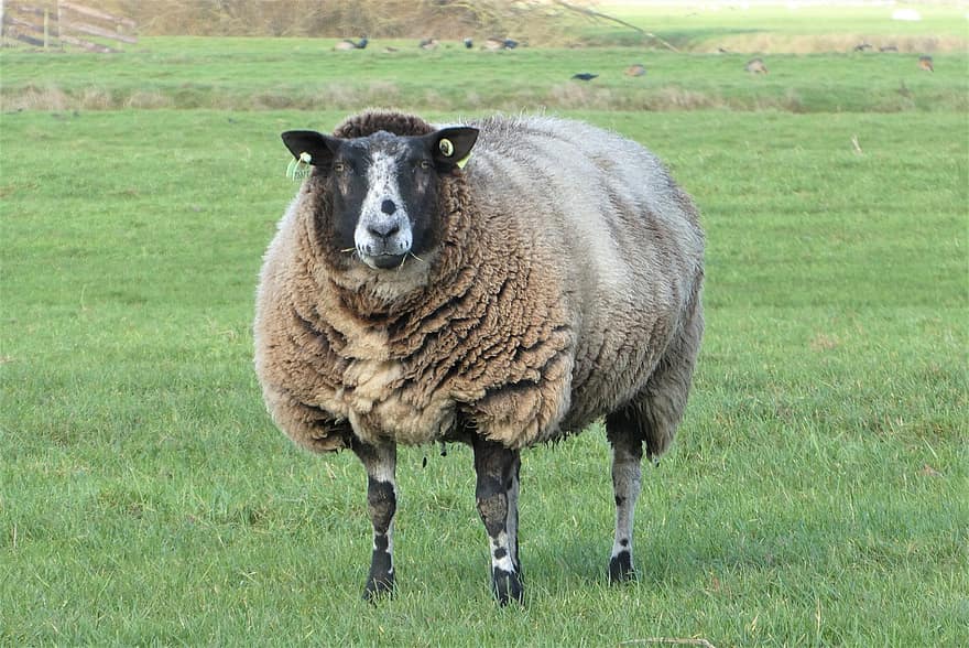 Animal, Wool, Sheep, Mammal, Species, Fauna, grass, farm, rural scene, meadow, livestock