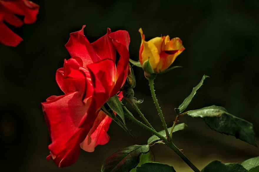 роза, цвете, растение, червена роза, червено цвете, листенца, разцвет, цвят, градина, природа, близък план