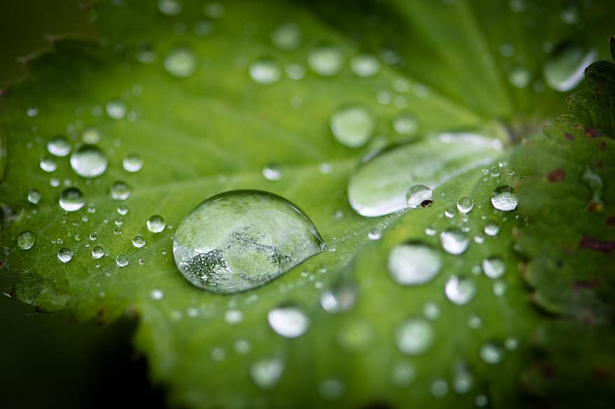 vatten, liten droppe, blad, tillväxt, botanik, makro, släppa, närbild, växt, grön färg, friskhet