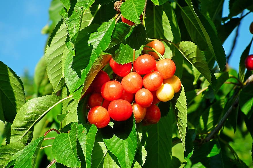 плодове, череши, природа, пружина, листо, свежест, лято, зелен цвят, растение, едър план, растеж