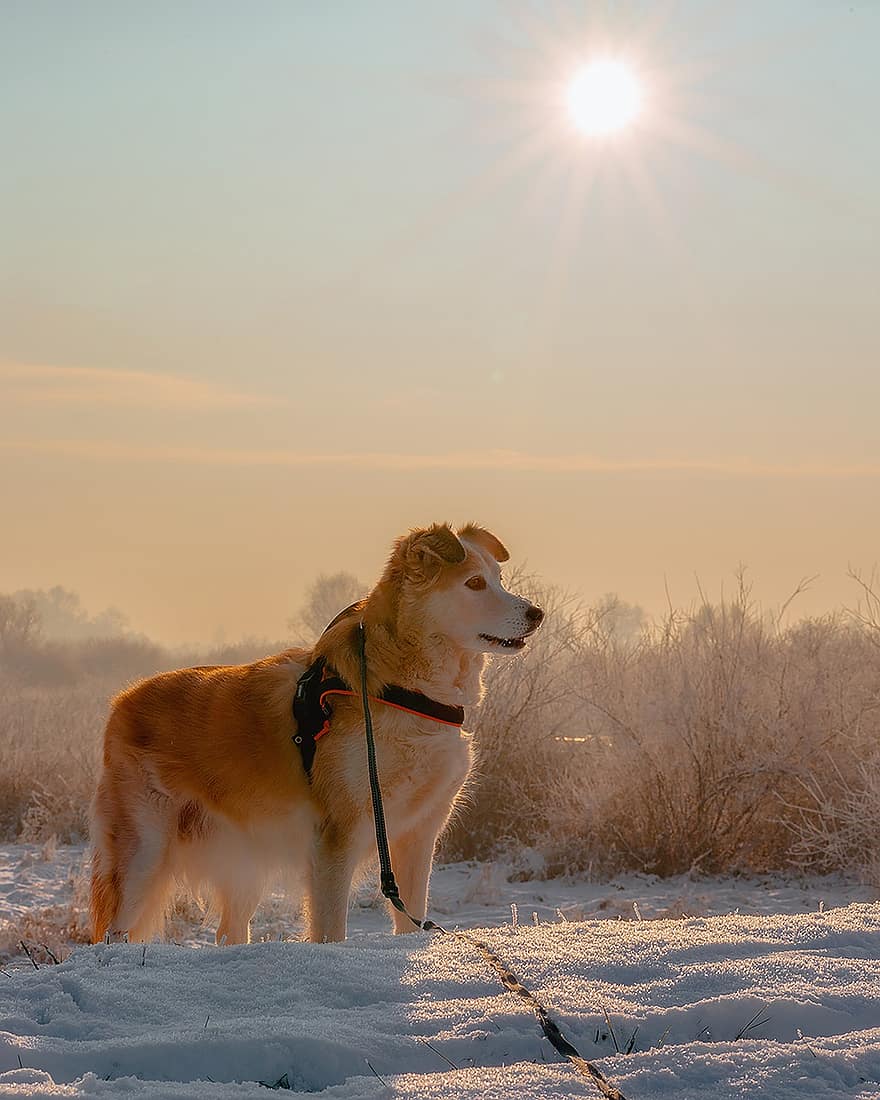 犬、冬、日の出、動物、雪、哺乳類、自然、風景、後背位、歩く、冷やす