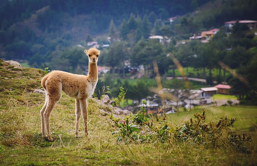 vicuña, hewan, alam, mamalia, margasatwa, fauna, gurun, cajamarca