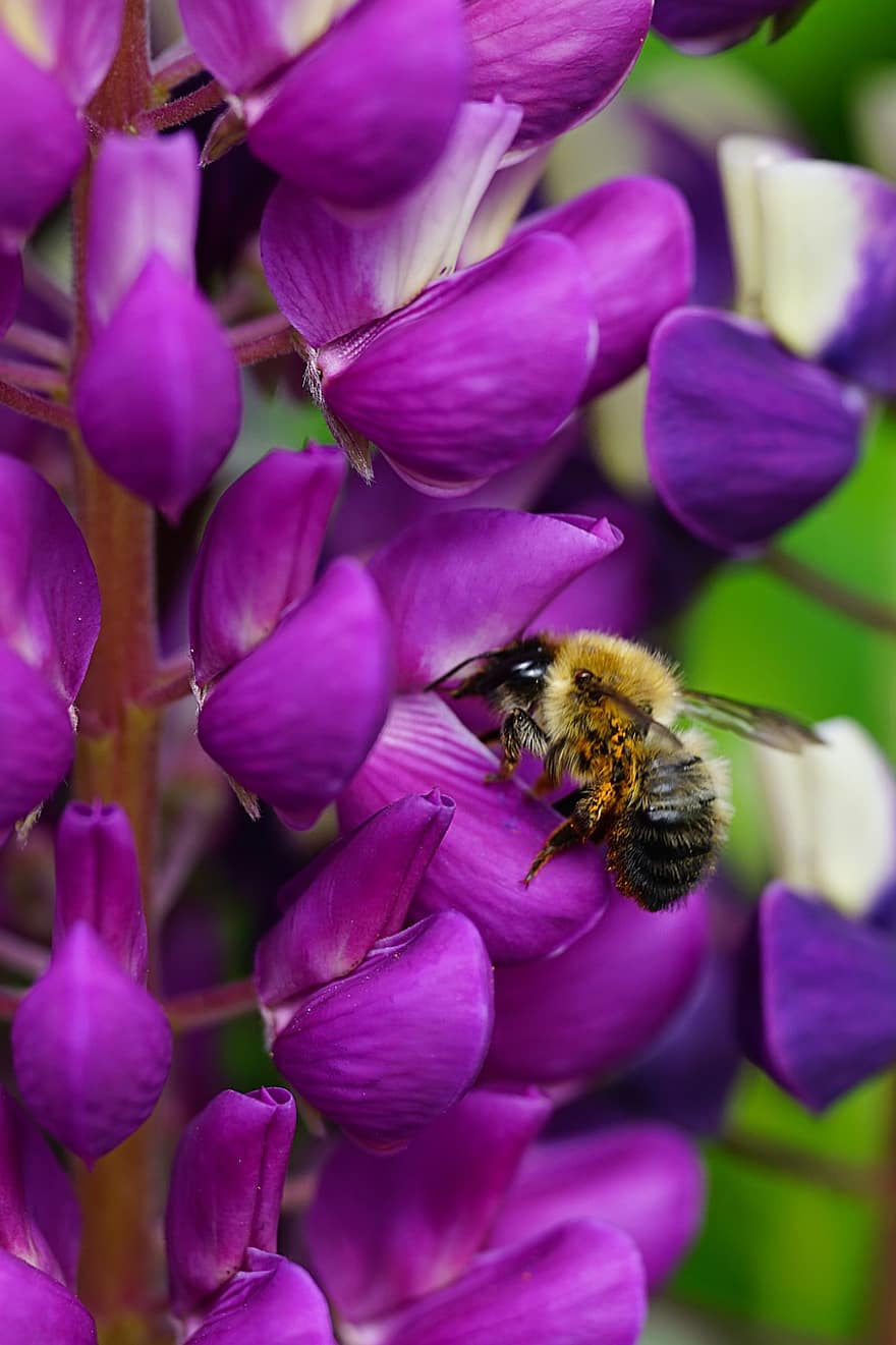 bumblebee, ดอกไม้, โหดร้าย, แมโคร, ธรรมชาติ, สวน, ดอก, ใกล้ชิด, ปลูก, ผึ้ง, แมลง