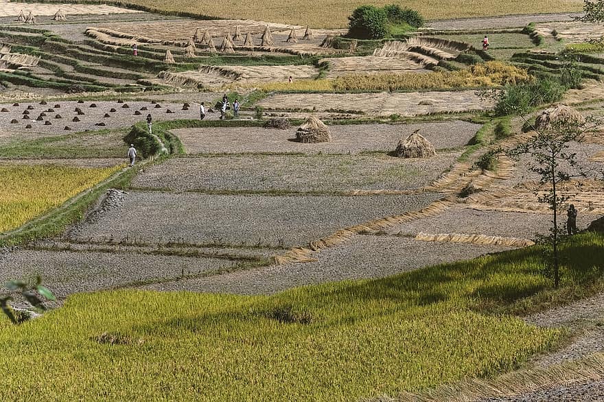поле, луг, долина, трава, зеленый, Непал, Kathmandu, пейзаж
