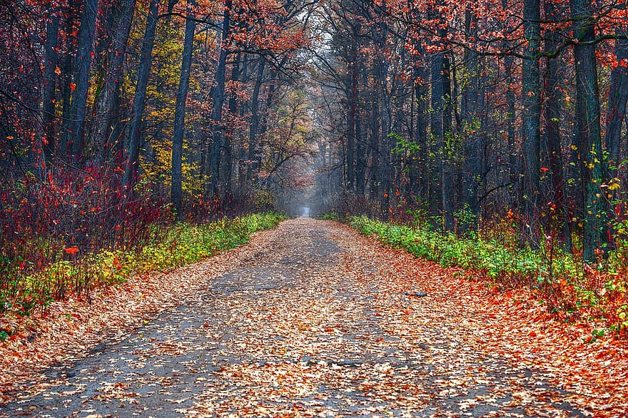 mežs, raksturs, rudenī, koki, kritums, sezonā, ceļot, ceļš, lauku, ārā