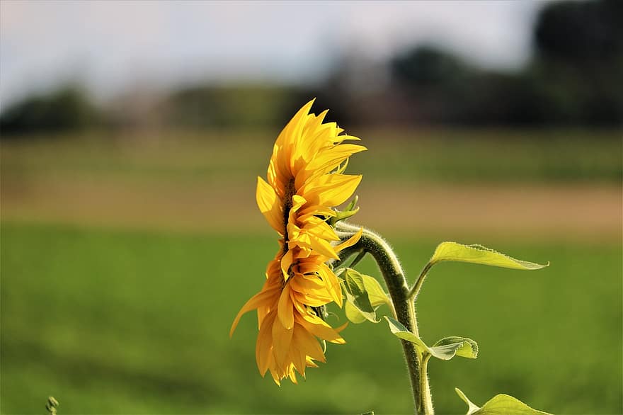 bunga matahari, matahari, musim panas, kuning, alam, mekar, berkembang, bunga, taman, bidang bunga matahari, cerah