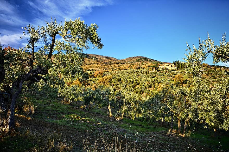 フィレンツェ、トスカーナ、イタリア、丘、太陽、DelleTavarnuzze経由、田園風景、農業、木、秋、ぶどう園