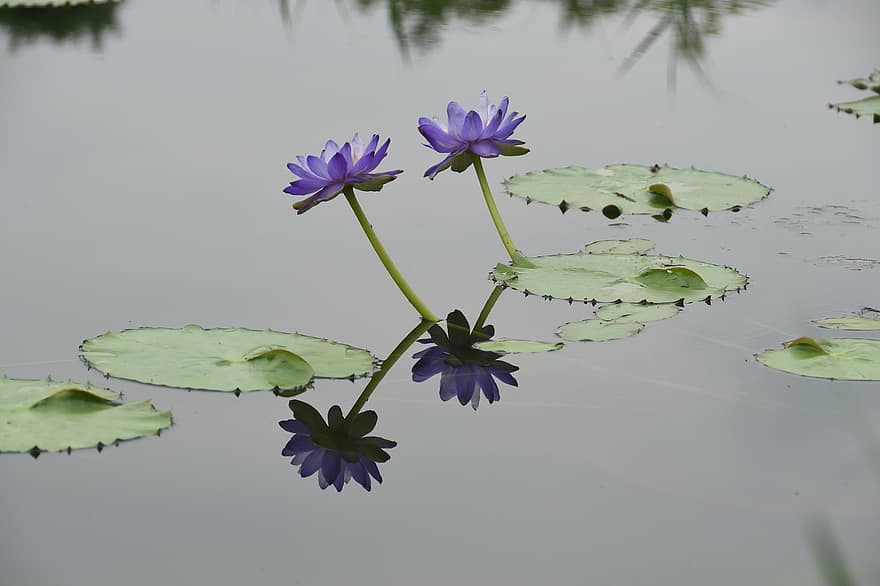 Lotus, Flowers, Plants, Purple Flowers, Petals, Water Lily, Bloom, Aquatic Plants, Lily Pads, Pond, Nature