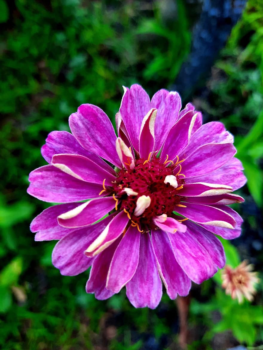 fialový květ, zahrada, Příroda, jaro