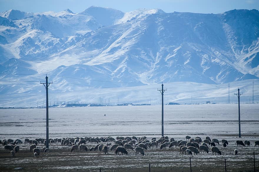 Mountains, Power Poles, Wire Pole, Village, Snow, Sheep, Sunshine, White, Cold, Season, China