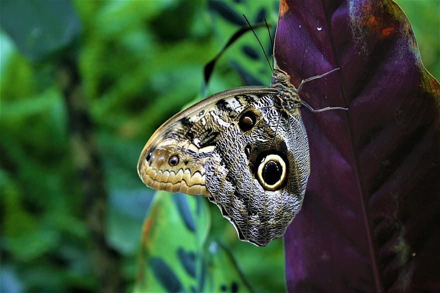 motyl, liść, owad, Skrzydlaty owad, skrzydła motyla, fauna, Natura, zbliżenie, wielobarwne, makro, zielony kolor