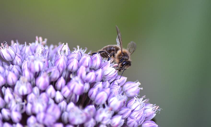 lebah madu, lebah, bunga, allium, serangga, penyerbukan, bunga daun bawang, menanam, alam, musim panas