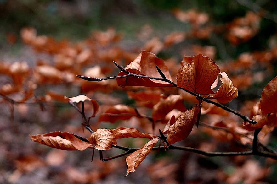 葉、シート、紅葉、綺麗な、植物、木、冬、環境、秋、シーズン、黄