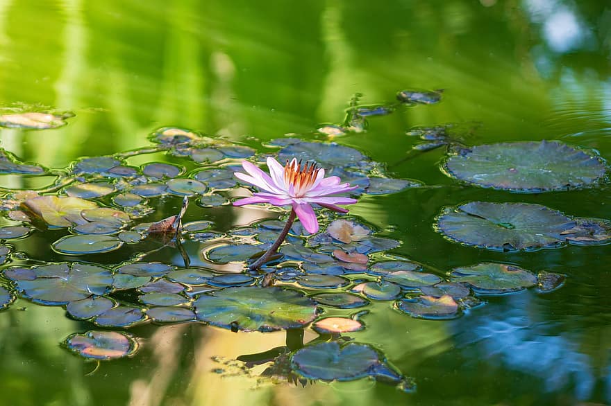 Lotus blomst, lilje pads, dam, blomst, vannlilje, akvatiske planter, blomstre, flora, natur, planter, lotus