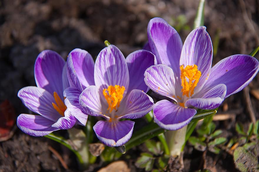 Crocus, Flowers, Plant, Purple Flowers, Petals, Bloom, Flora, Spring, Garden, Nature