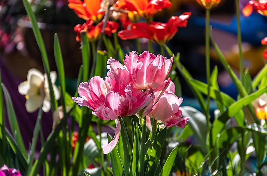 día Internacional de la Mujer, flores de jardin, tulipanes, floración, flor, las flores, parque, al aire libre, arreglo floral, plantas floreciendo, plantas ornamentales
