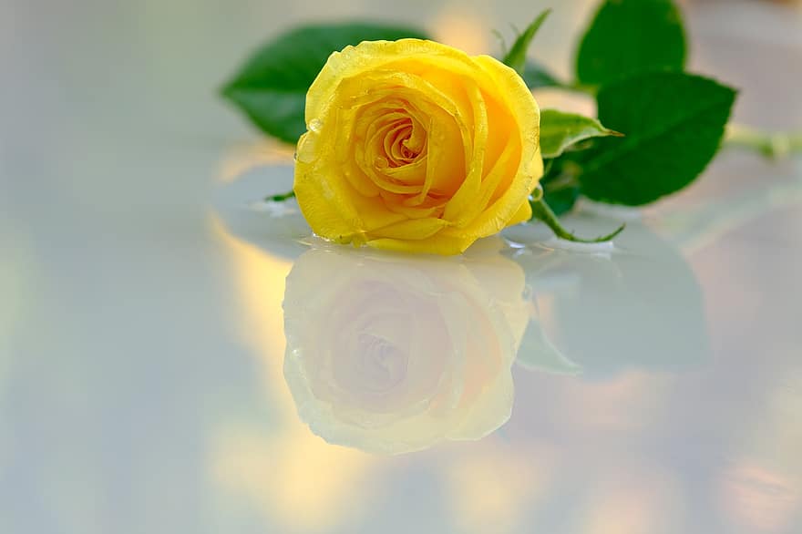λουλούδι, τριαντάφυλλο, αντανάκλαση, πέταλα, κίτρινο αυξήθηκε, κίτρινο άνθος, κίτρινα πέταλα, ανθίζω, άνθος, πέταλα τριαντάφυλλου, αυξήθηκε ανθίζει