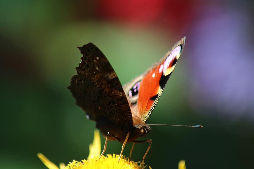 papillon paon, papillon, féconder, fleur, pollinisation, insecte, insecte ailé, ailes de papillon, Floraison, flore, faune