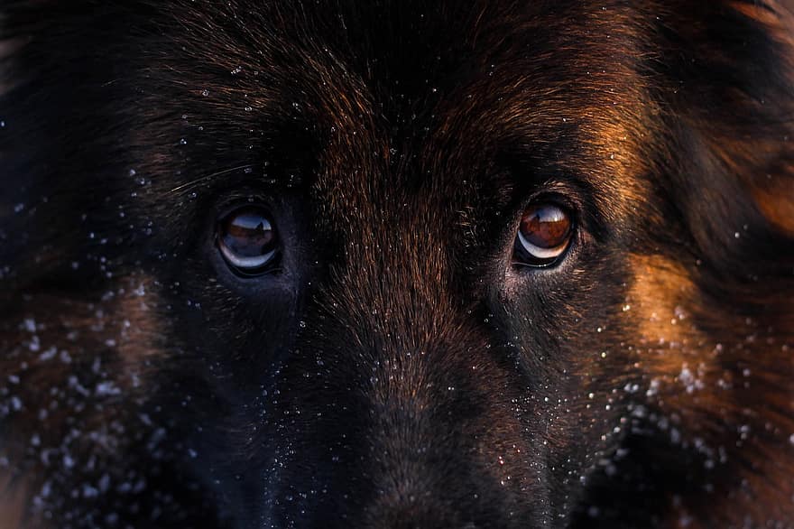 schæferhund, hund, dyr, pattedyr, husdyr, kæledyr, hunde, øjne, hund øjne