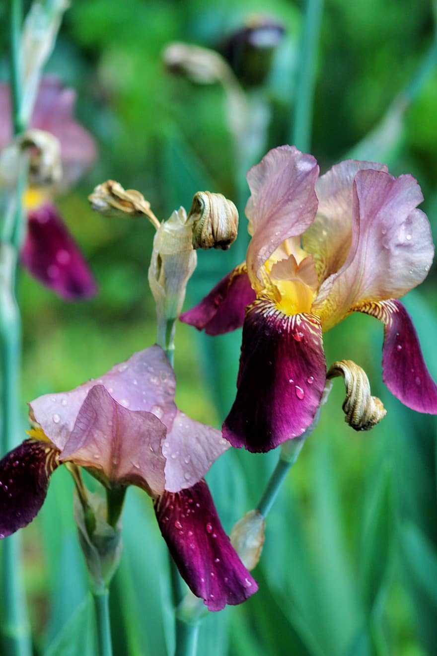 skäggig iris, blommor, dagg, våt, daggdroppar, kronblad, blomma, växt, vår, natur