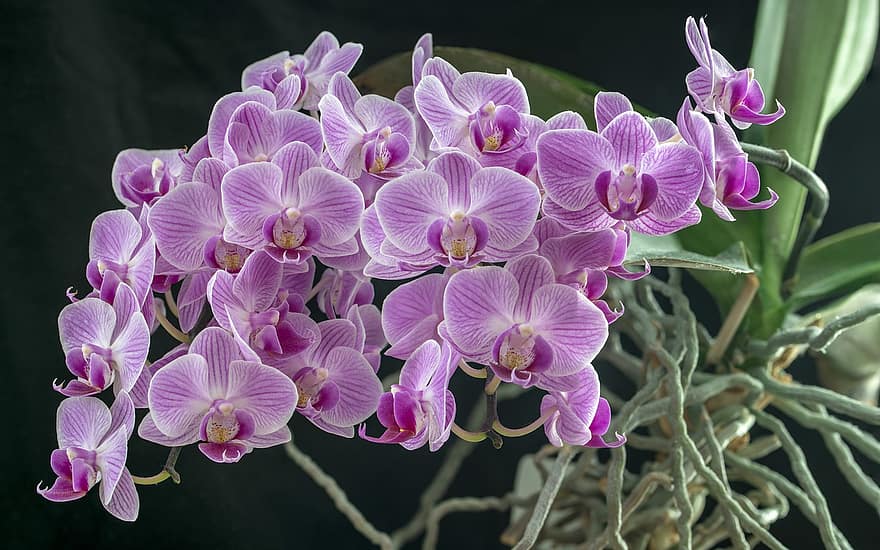 Blumen, Orchidee, Wachstum, blühen, Makro, Pflanze, Natur, Phalaenopsis, Nahansicht, Blütenblatt, Blütenkopf