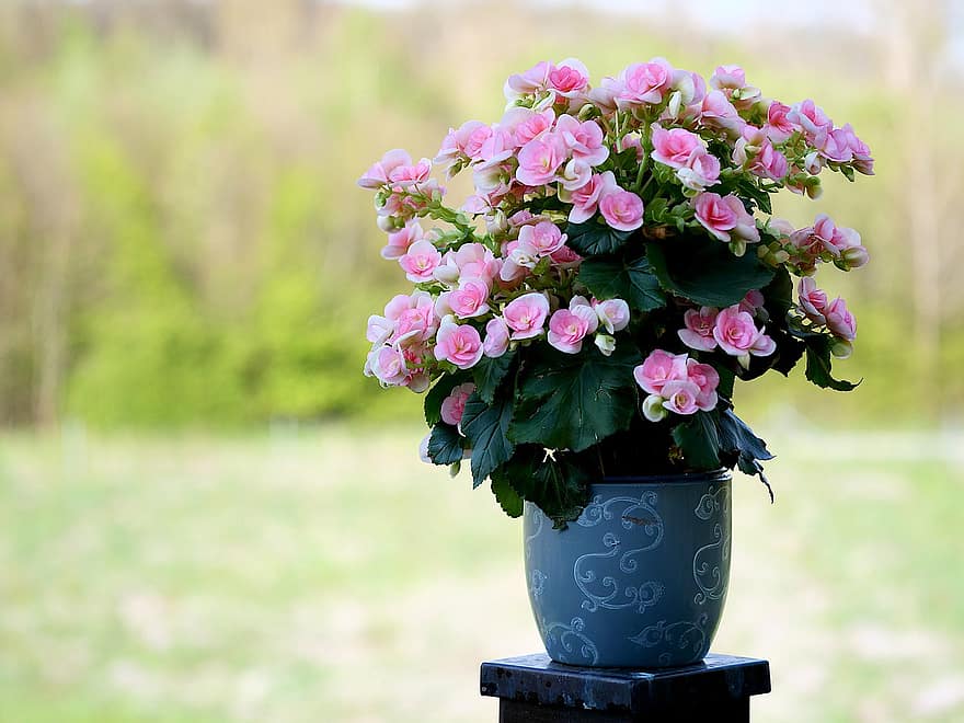 Flowers, Plants, Vase, Flower Vase, Pink Flowers, Leaves, Bloom, Spring, Cut Flowers, Decorative, Decoration