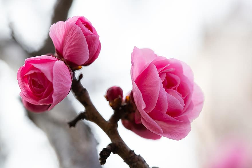 Plum Blossoms, Flowers, Spring, Branch, Petals, Spring Flowers, Pink Flowers, Bloom, Blossom, Plum Tree, Nature