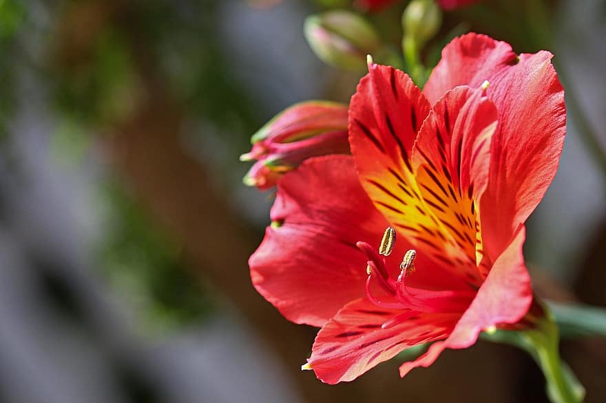 bunga merah, lily Peru, lily dari Inca, merapatkan, alam, menanam, daun, bunga, daun bunga, musim panas, kepala bunga