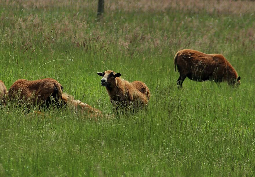 mouton, animaux, Prairie, champ, herbe, paysan, agriculture, ferme, la laine