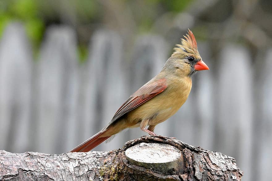 nordlig kardinal, fugl, tre, perched, kvinnelig nordlig kardinal, dyr, dyreliv, fjær, fjærdrakt, natur