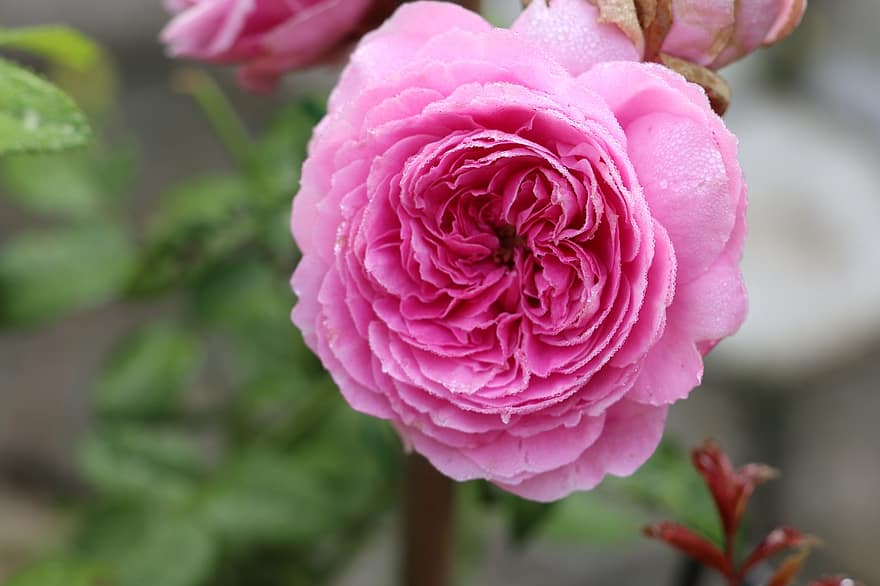 Souer Immannuele Rose, różowy, Róża, różowa róża, różowy kwiat, płatki, różowe płatki, płatki róż, flora, Natura, kwiat