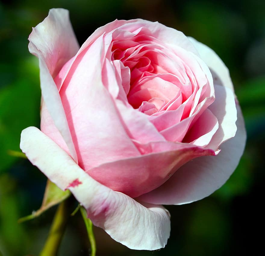 फूल, गुलाबी गुलाब, गुलाबी फूल, गुलाब का फूल, खिलना, फूल का खिलना, प्रकृति, वनस्पति, क्लोज़ अप, फुल की कलि, पत्ती