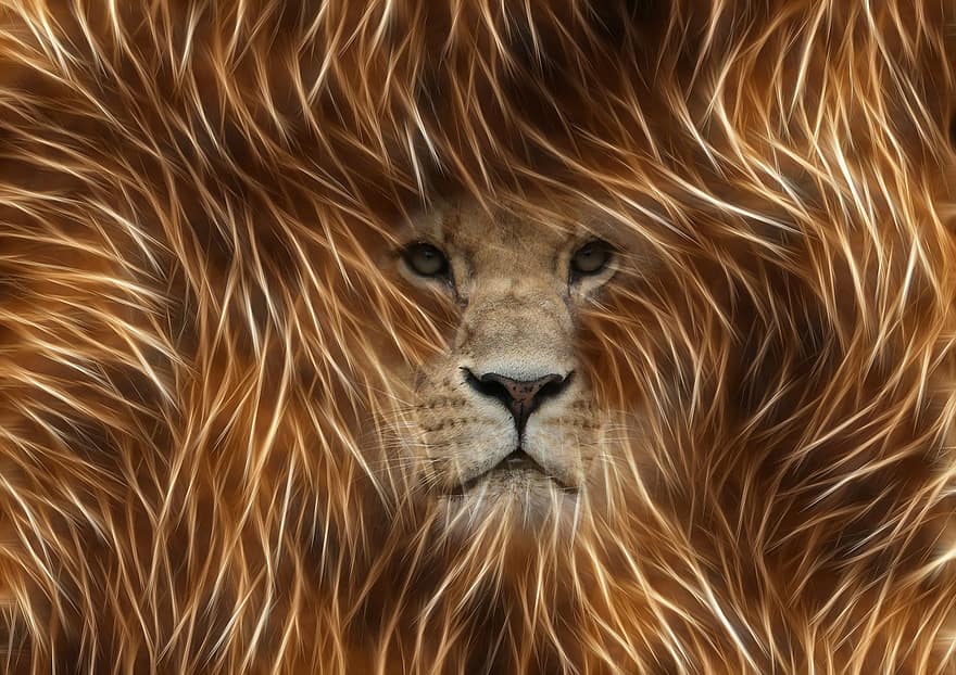 liūtas, vaizdo redagavimas, grafinis, programa, Photoshop, fraktalius, Patinas, Burna, portretas, safari
