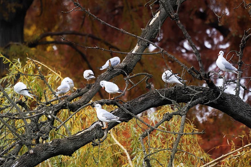 πουλιά, γλάροι, λευκό, σκαρφαλωμένο, δέντρο, κλαδια δεντρου, φύλλα