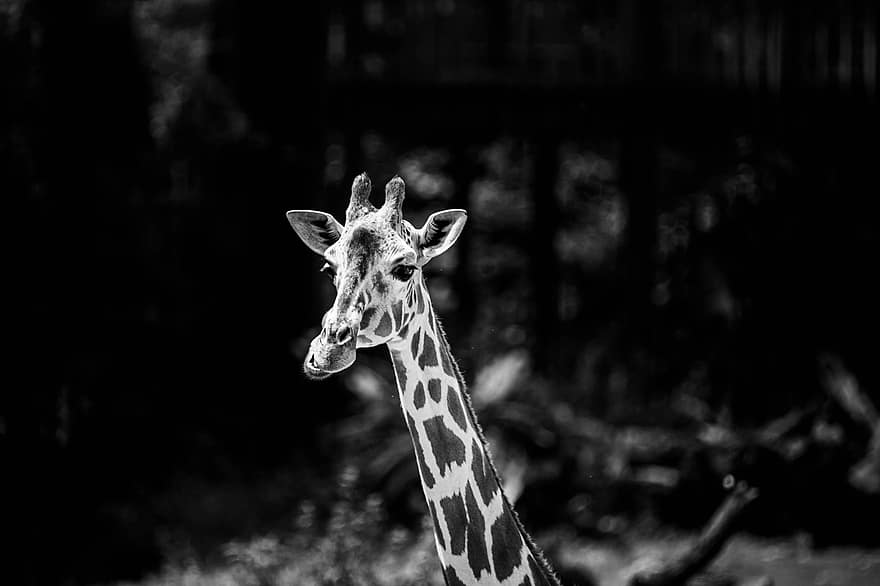 žirafa, Afrika, dykumoje, brakonieriavimas, safari, pobūdį, laukinės gamtos, gyvūnas, Kenija, laukiniai, žinduolių