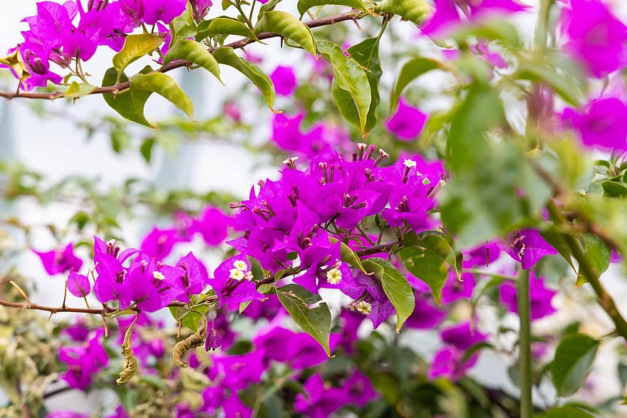 Bougainvilleas, Flowers, Garden, Purple Flowers, Petals, Purple Petals, Bloom, Blossom, Flora, Plants