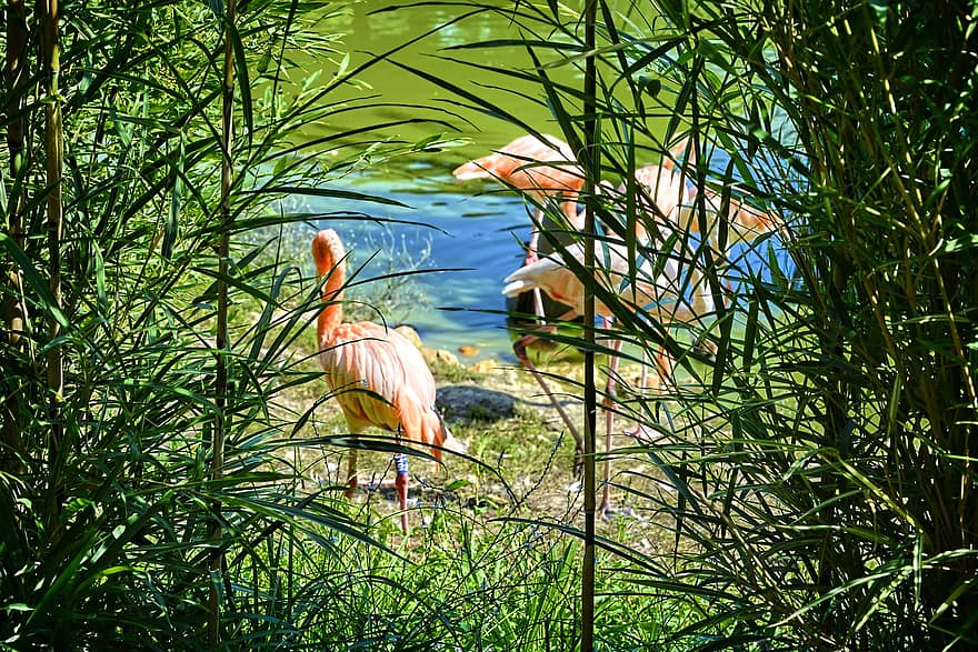 flamingo, kuş, gaga, tüyler, tüy, vahşi hayvanlar, çok renkli, Su, çimen, yeşil renk, mavi