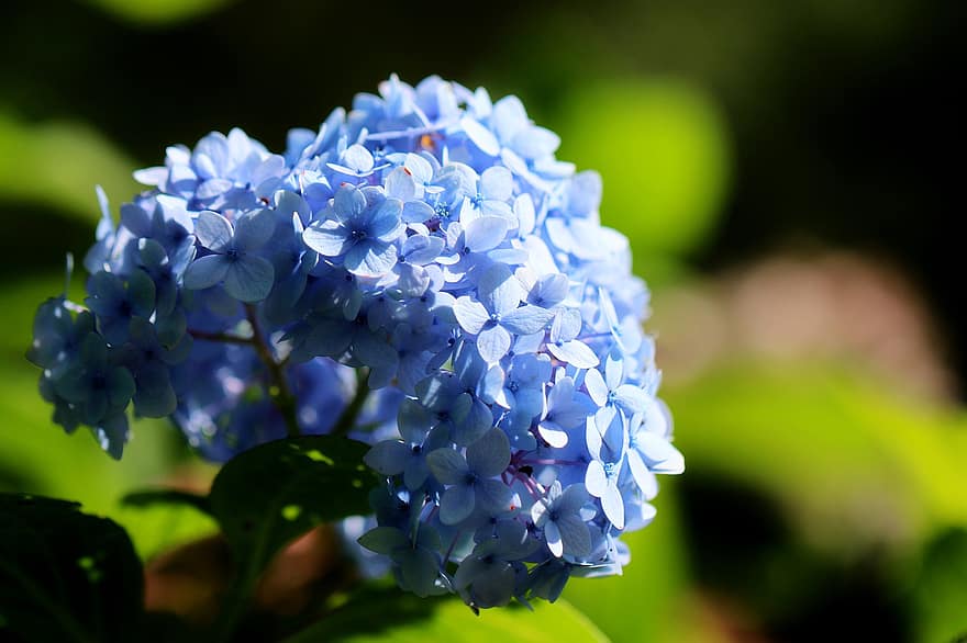 bunga-bunga, hydrangea, taman, bunga liar, bunga biru, berkembang, mekar, tanaman berbunga, tanaman hias, menanam, flora